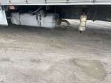 GAZ GAZELLE Next Бортовой/Европлатформа/Евроборт А21R32 2023